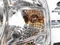 Фара передняя левая Лада Ларгус, Рено Логан Renault Group 8200744753 328